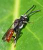 Nomada sp.